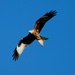 Red Kite in the sun by padlock