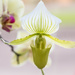 2016 01 28 - Slipper Orchid by pamknowler