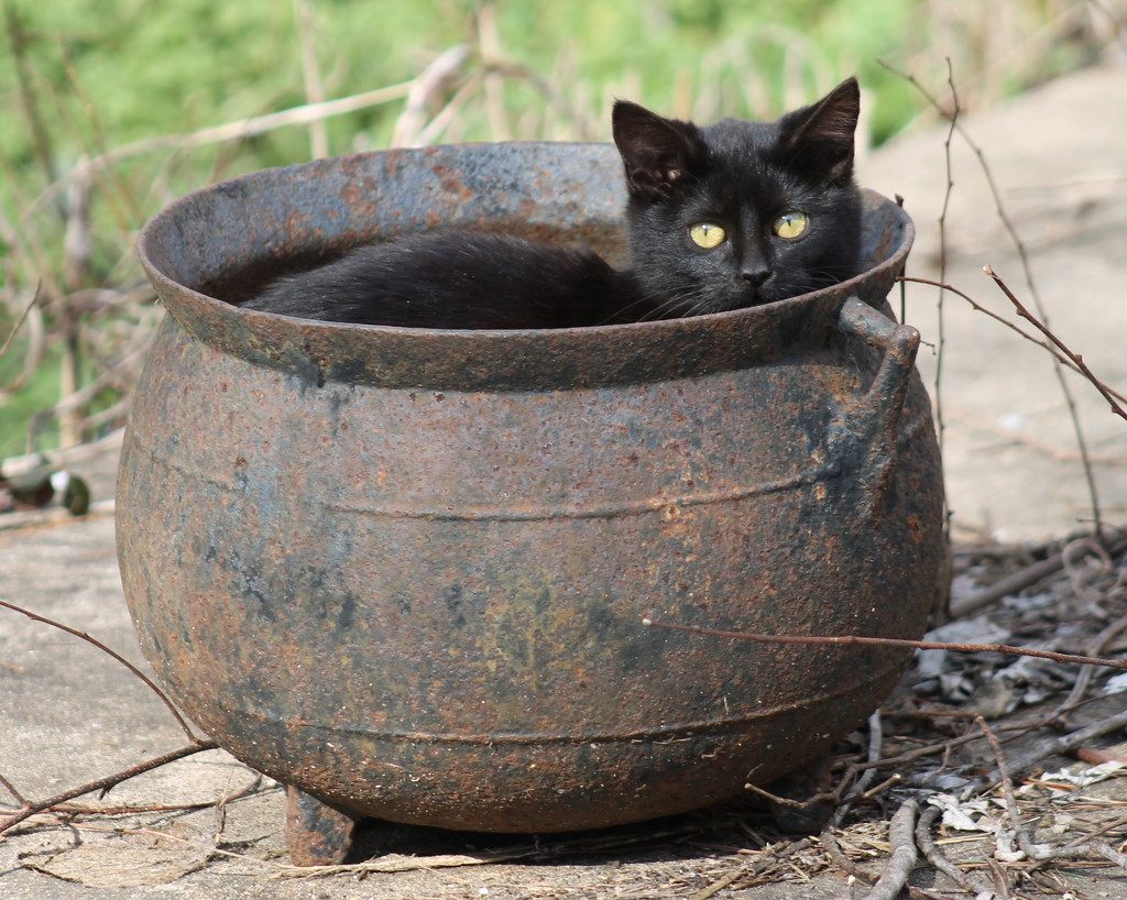 Black Cat Stew by cjwhite