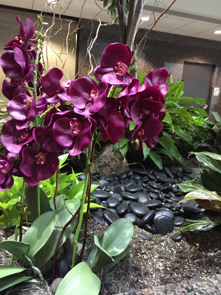 Orchids by kchuk