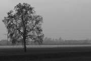 28th Jan 2016 - The lonely tree