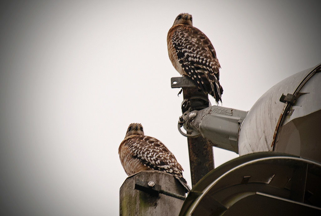 Hawks on the Tower! by rickster549