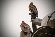 28th Jan 2016 - Hawks on the Tower!