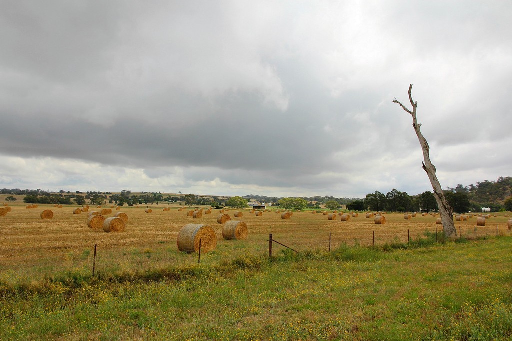 Round bales in a square paddock.... by leggzy