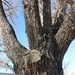 Very Old Cottonwood by harbie