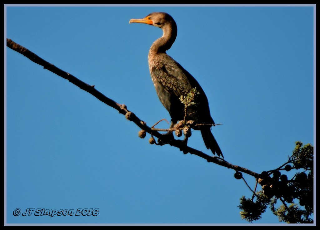Tightrope walking Cormorant... by soylentgreenpics