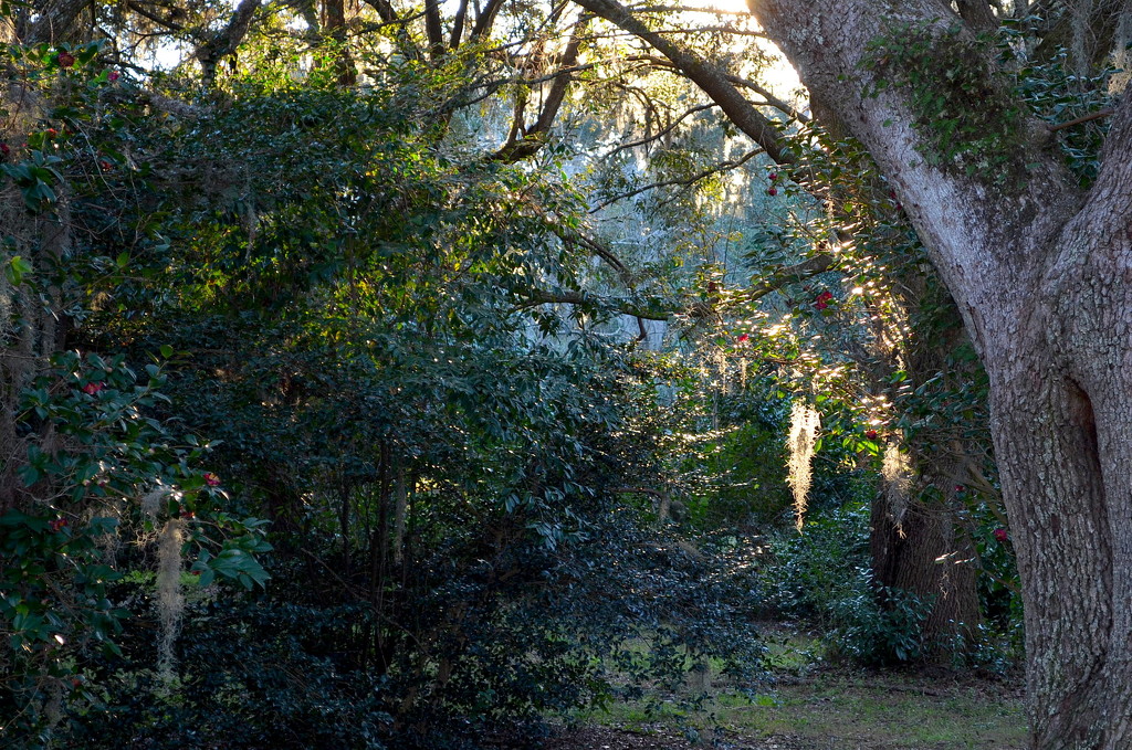 Woodland scene, late afternoon, Charles Towne Landing State Historic Site, Charleston, SC by congaree