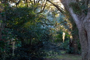 29th Jan 2016 - Woodland scene, late afternoon, Charles Towne Landing State Historic Site, Charleston, SC