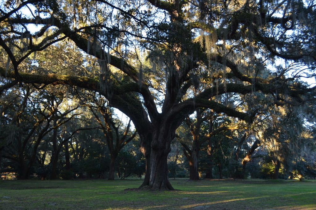 My favorite live oak, Charles Towne Landing State Historic Site, Charleston, SC by congaree