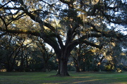 29th Jan 2016 - My favorite live oak, Charles Towne Landing State Historic Site, Charleston, SC