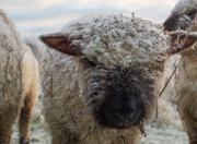 29th Jan 2016 - frosted lamb