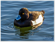 29th Jan 2016 - Tufted Duck (male)