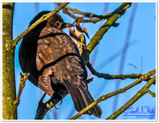 29th Jan 2016 - Mrs Blackbird