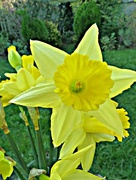 28th Jan 2016 - The Golden Daffodil.