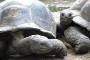 27th Jan 2016 - 27 Tortoise