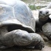 27 Tortoise by ubobohobo