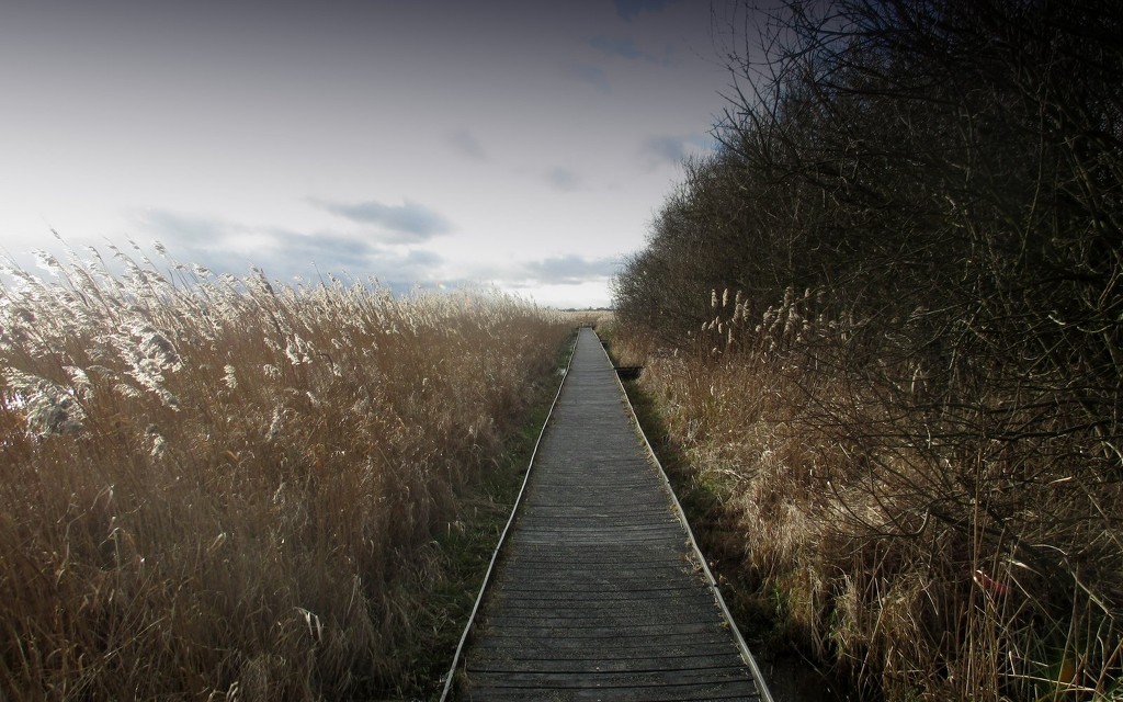 The Boardwalk Wicken  Fen by foxes37