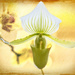 2016 01 29 - Slipper Orchid textured by pamknowler