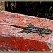 Bricklaying Lizard... by soylentgreenpics