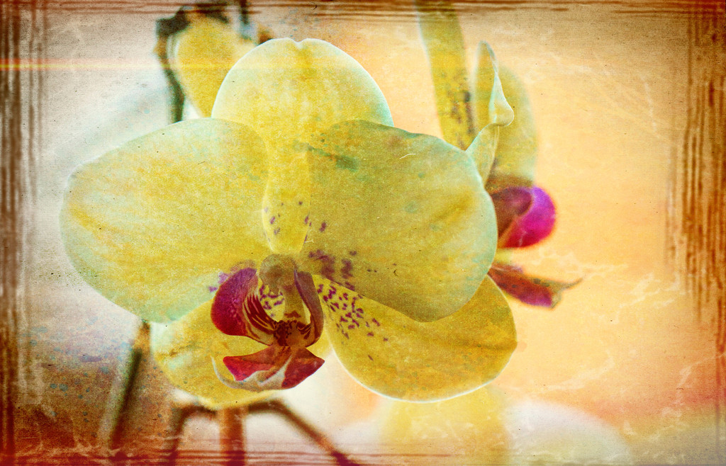 2016 01 29 - Orchid textured by pamknowler