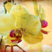2016 01 29 - Orchid textured by pamknowler