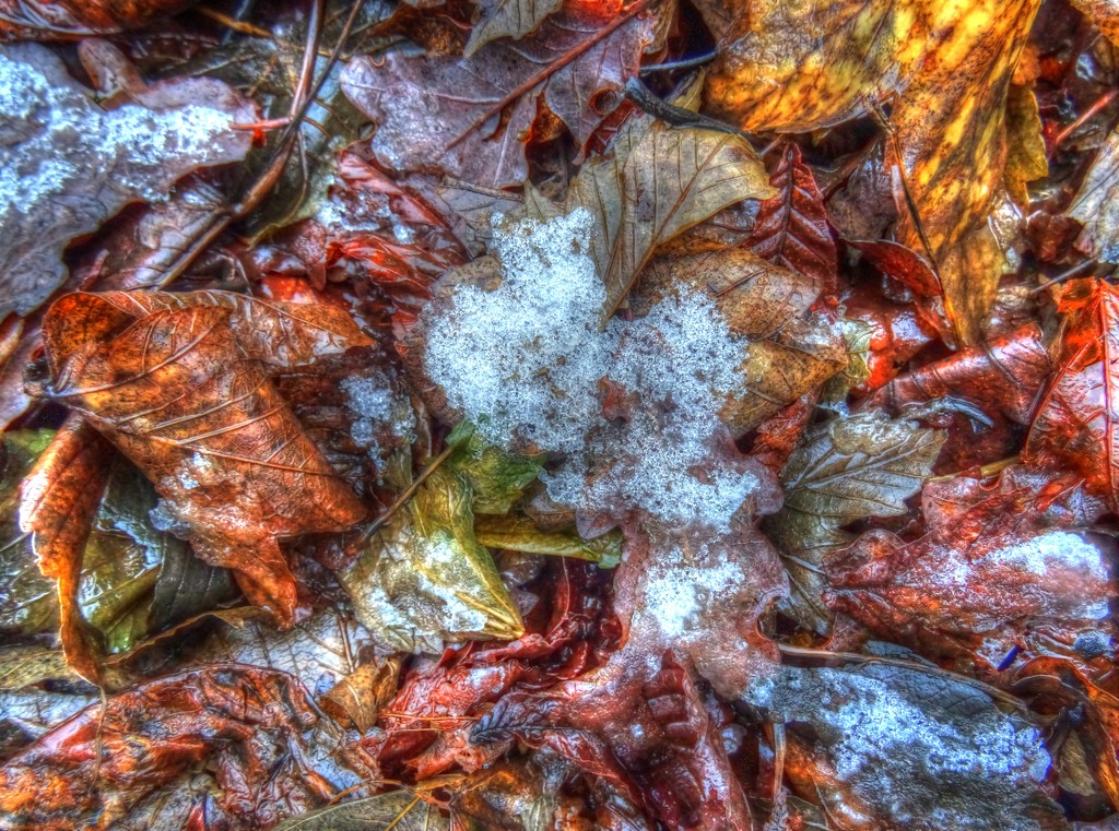 Snowy leaves by simplevisions