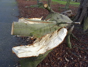 16th Jan 2016 - Snapped branch