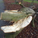 Snapped branch