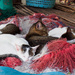 Fishing Village Cats by fotoblah