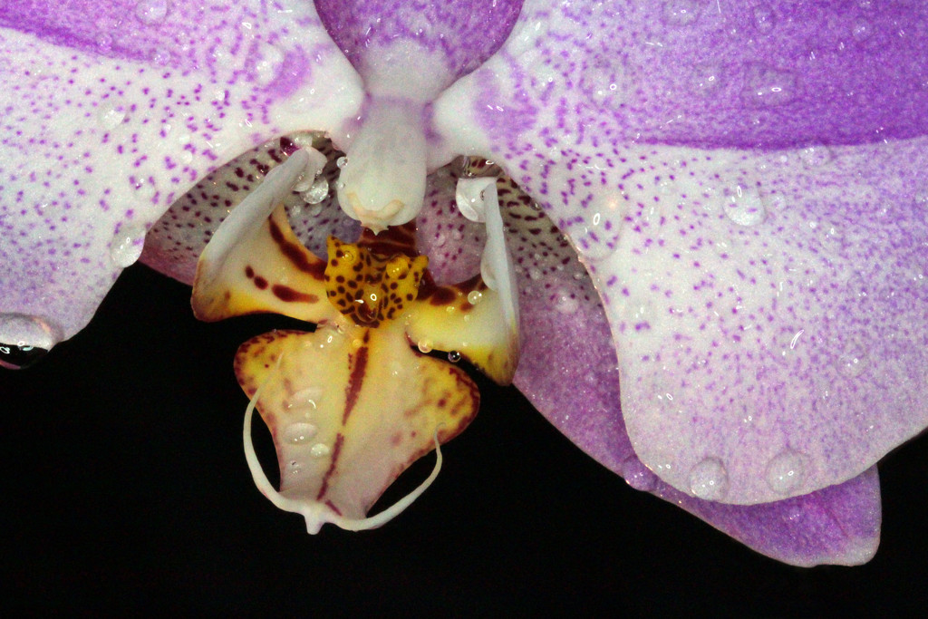 Orchid_83:365 by gaylewood