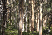 27th Jan 2016 - Majestic Karri Trees...._DSC2190