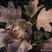 Shadows on leaves by thewatersphotos
