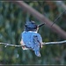 If Christopher Walken was a bird... by soylentgreenpics