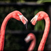 Flamingo Friday 003 by stray_shooter