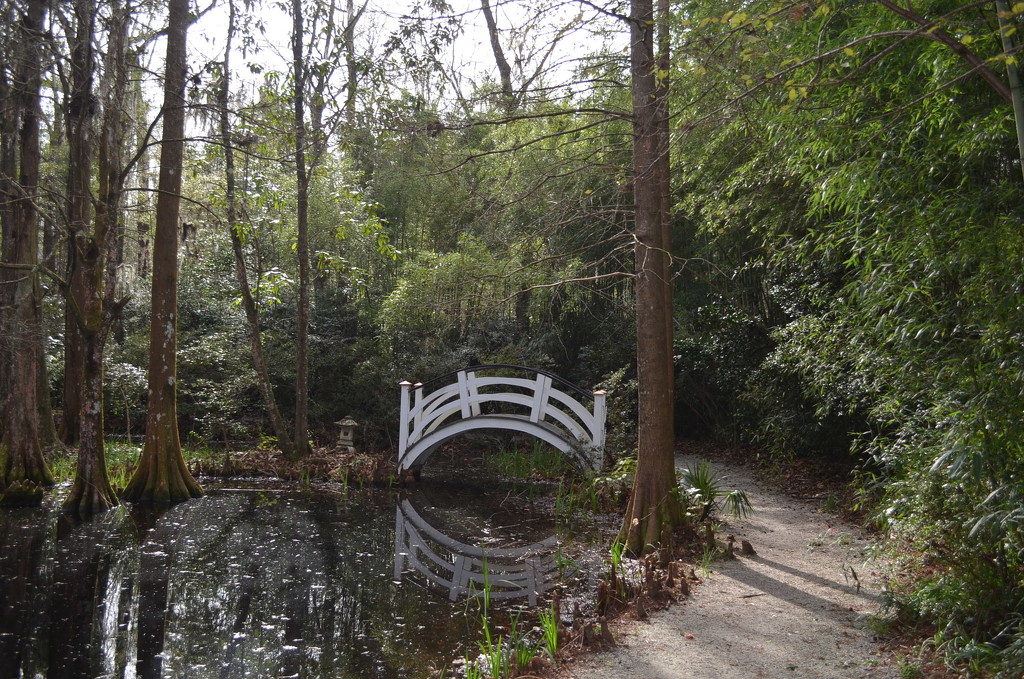 Peaceful scene at Magnolia Gardens, Charleston, SC by congaree