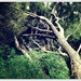 Fallen Tree by yorkshirekiwi