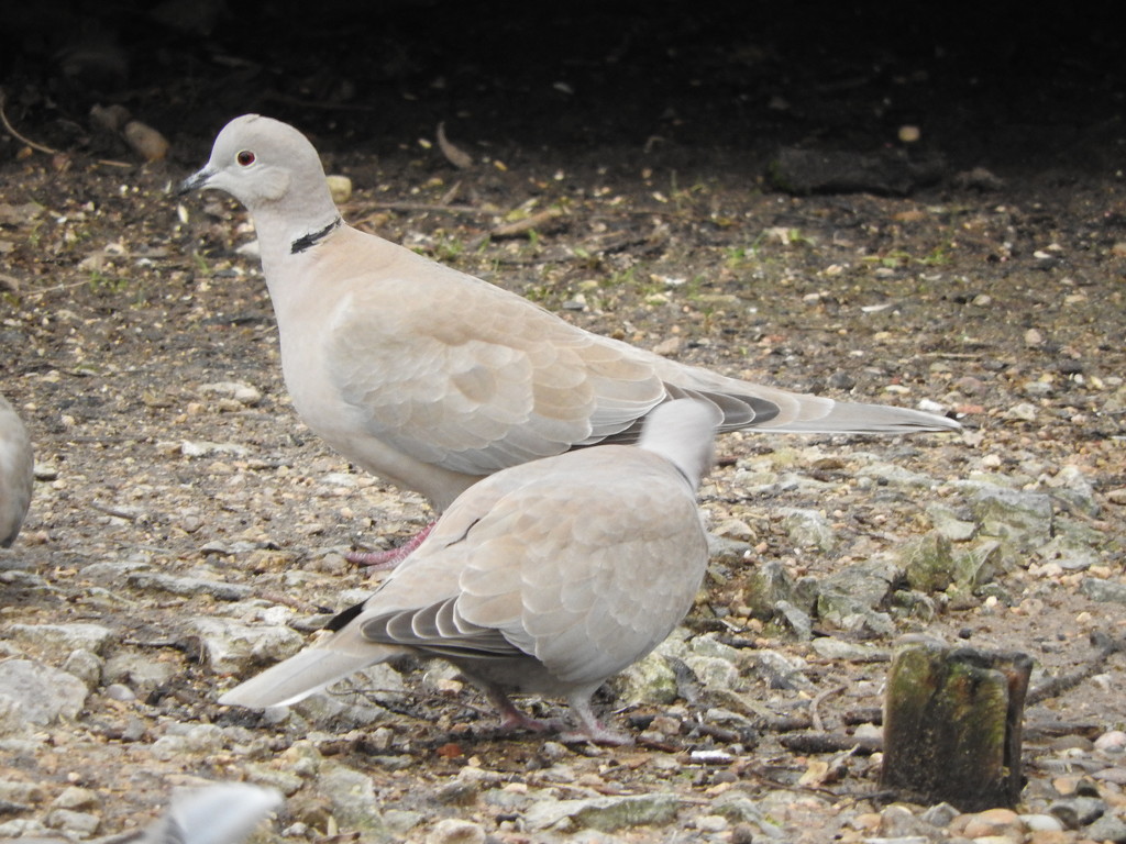 Collard Doves by oldjosh