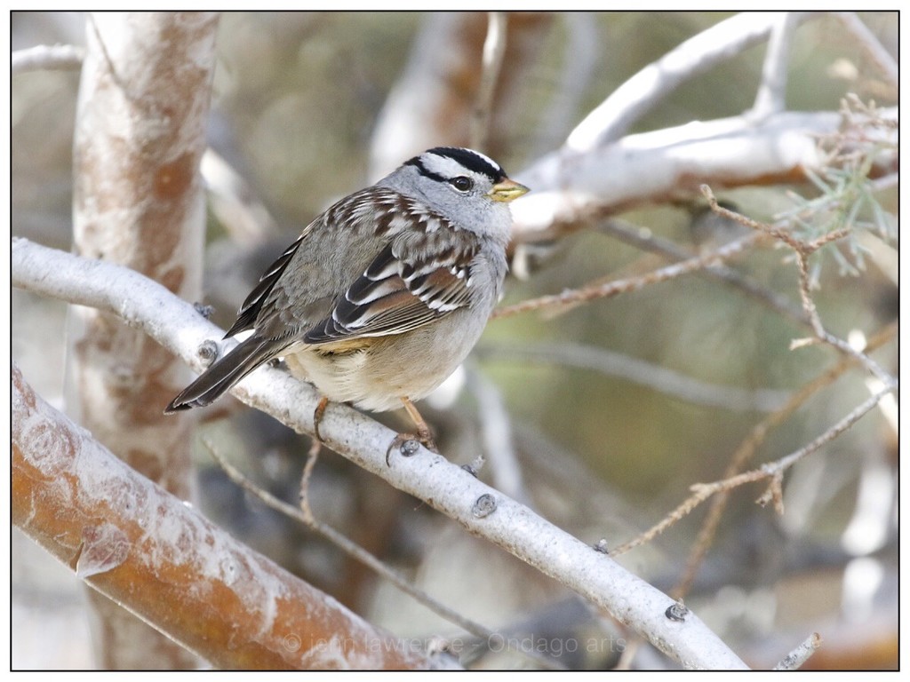 White-crowned Sparrow by aikiuser