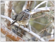 29th Jan 2016 - White-crowned Sparrow