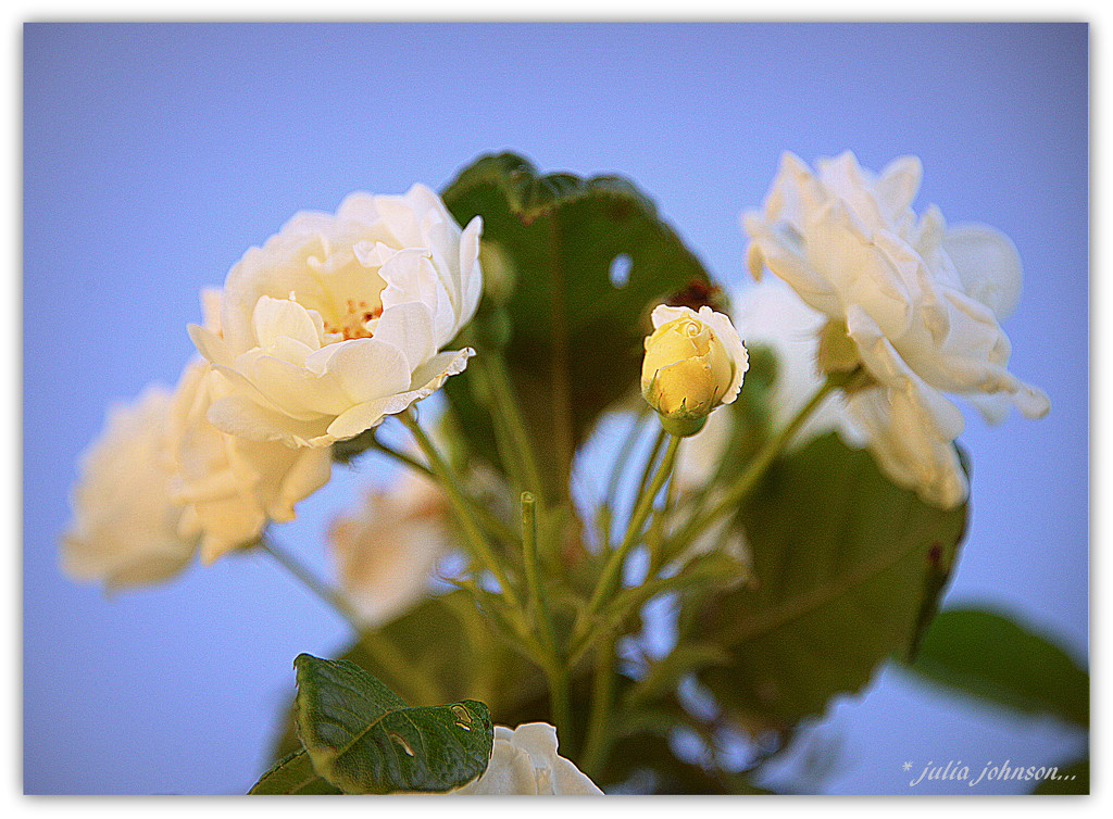 Bush Rose.. by julzmaioro