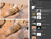 27th Jan 2016 - Viscacha in progress