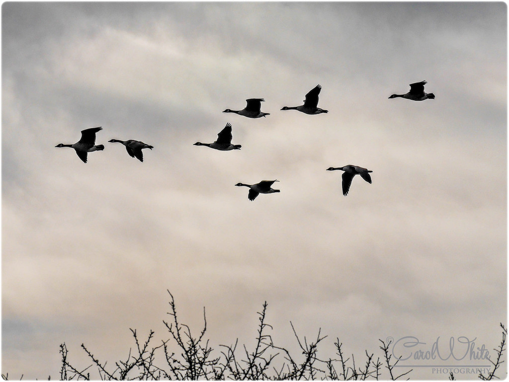 Silhouettes  by carolmw