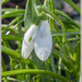 First Snowdrops by pcoulson
