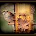 Watch the Birdie by vernabeth