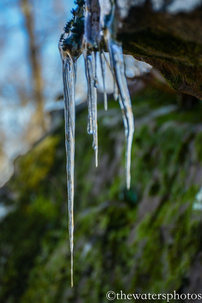 Icicles in the South by thewatersphotos