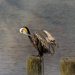 Pelican Preening  by jgpittenger