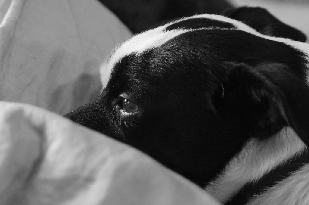 Pensive Piki Dog by meotzi