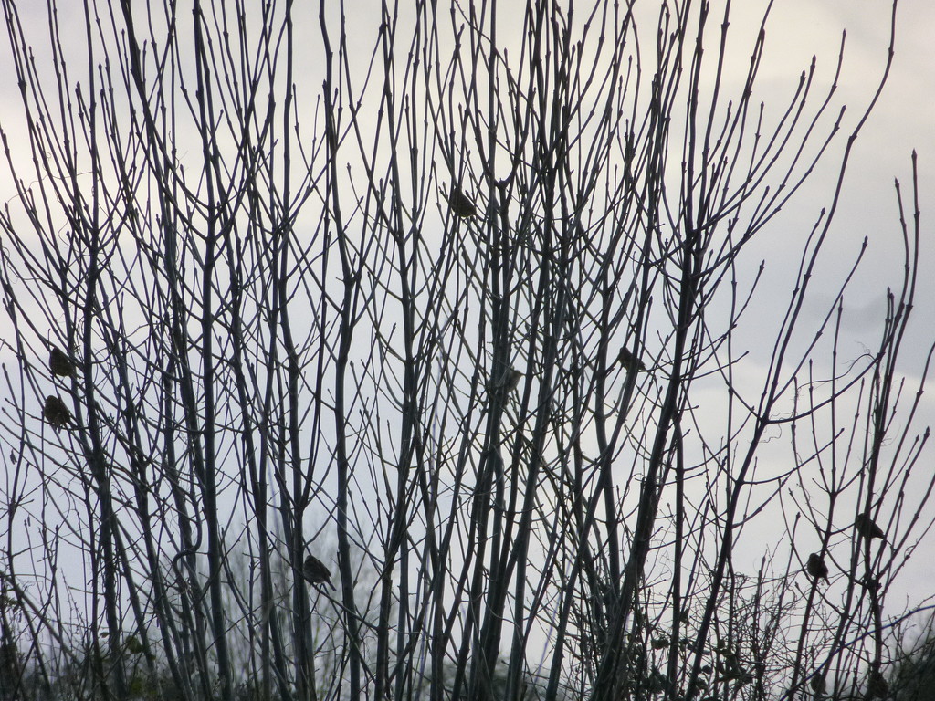 Hedge sparrows by snowy