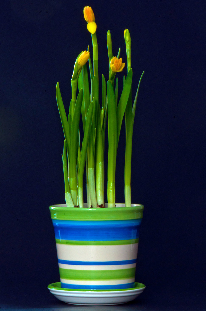 Daffodils by dianen