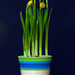 Daffodils by dianen